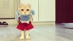 日本娱乐 - 最も面白い猫の映像