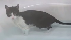 喵星人与铲屎官共浴!