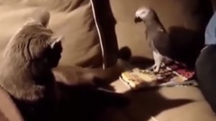 《かわいい猫》初めて他の子動物に会った猫の反応・新しい友達できて超嬉しそう