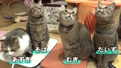 ｢どうぶつピース!!かわいい大図鑑｣猫編(20)はじめての歯磨きで思わずバンザイ!