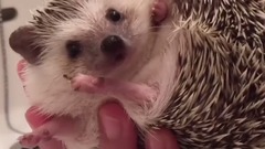 ハリネズミのお風呂の入れ方