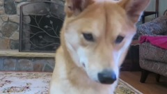 How Smart is a Shiba Inu Dog