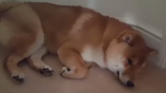 How To Wake Up A Shiba Inu