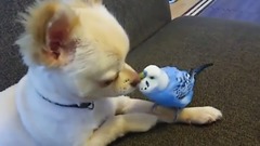 インコとチワワのお喋り