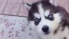 絶対癒されるペットの仕草Vineまとめ 可愛い動物の癒し映像