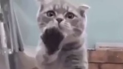 最も面白い猫の映画2017