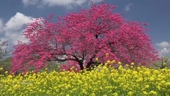 The Language Of Love