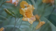 I Will Mend Your Broken Heart