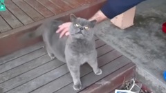 触摸猫咪这个部位猫会发出谜一样的叫声