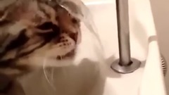 一只喝不到水的蠢萌喵星人