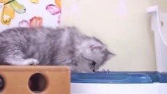 Chinchilla Cat 金吉拉貓 ~ Ina's Babies 2014 Day 56