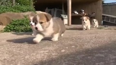 超可爱的汪星人一家