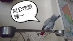 非洲鹦鹉猛叫阿公吃饭