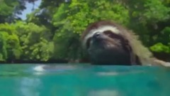 地球:神奇的一天 精彩片段 树懒&蜂鸟&企鹅正片片段