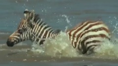 地球:神奇的一天