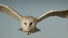 地球:神奇的一天