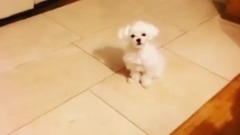 泰妍更新 prince一则