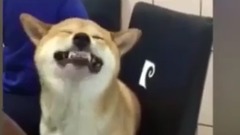 笑什么没看过柴犬打喷嚏喔