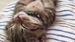 趁着喵星人睡觉对人家下其手的主人