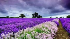 轻音乐 - 长相依