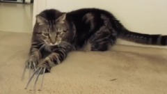 金刚狼猫Wolverine Cat