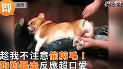 趁不注意偷剪毛 狗狗暴走反应笑翻人