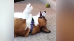 短腿柯基爆笑合集!