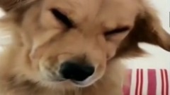 爆笑!被主人训的委屈汪星人