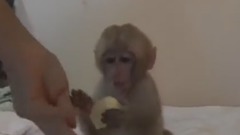 淘气包猴子梦儿第二弹  - HaHa land 中文字幕170906