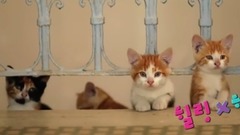 猫咪自我导航到鱼店和渔船 伊斯坦堡猫电影