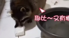 浣熊大崩溃!我的棉花糖呢?