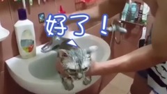 喵星人偷学人讲话!