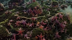 Life - Timelapse of swarming monster worms and sea stars - BBC One