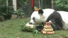 World's Oldest Giant Panda Dies Aged 37