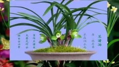 历代咏兰诗词集锦