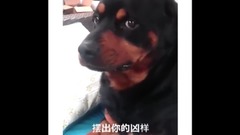 国外爆笑Vine 短片合集80