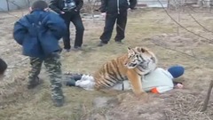 Смешное видео про детей и злого тигра