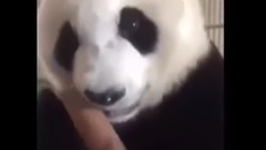 超清脆!大熊猫吃竹子