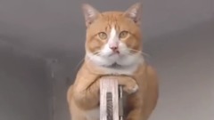 喵中大佬,一看就知道惹不起