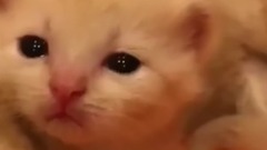 眼泪汪汪的小奶喵