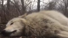 沙滩内衣秀 性感比基尼美女的奇葩健身方式