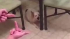 The dog may hate middle finger  Look at Them