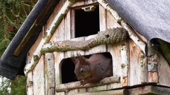 Sweet Squirrels In My Garden