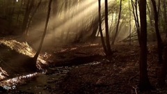 Les Arbres De Lumiere