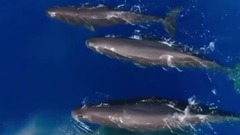 BBC经典纪录片<蓝色星球2>重启预告