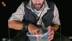 Incredible Invisible Frog!