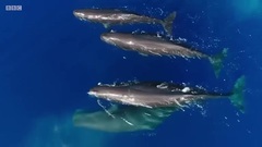 蓝色星球2 预告片