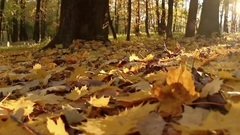 Bernward Koch - Under Trees