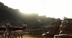 奇幻森林 预告片3