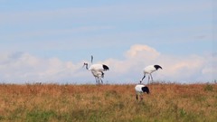 Anansi - Refrain-Anan Ryoko